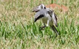 Loggerhead Shrikes Hover-hunting