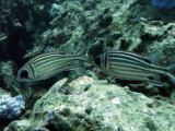 ThailandDive Nov17 0489.jpg