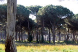 Forest along the Tiber, Ostia