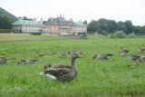 Geese in the grass at Kleinzschachwitz across the Elbe from Schloss Pillnitz