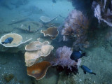 TimorDive Sep18 0904.jpg