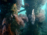 TimorDive Sep18 0926.jpg