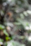 Spider on a web, Pamulaklakin Forest Trail