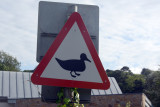 Duck Crossing, Jersey