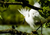 D5-snowy egret in breeding plumage.jpg