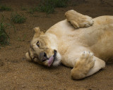 _MG_9790a 8x10ang.jpg