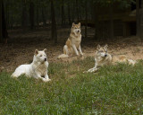 _MG_1187a 8x10trisgalb.jpg