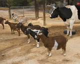 _MG_2669a 8x10goats bo .jpg