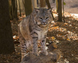 _MG_2378a 8x10har.jpg