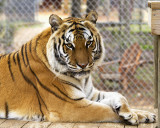 _MG_0413a 8x10shikiera.jpg