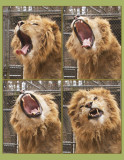 kaw yawn.jpg