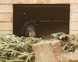 _MG_9675a 8x10pep.jpg