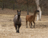 _MG_3534a_8x10tar_char.jpg
