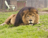 _MG_0286a_8x10fur.jpg
