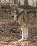 _MG_9823a_8x10dak.jpg