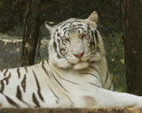 _MG_6755a_8x10gbem.jpg