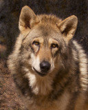 _MG_0350a_8x10v2frey.jpg