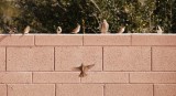 Visitors in Maricopa... 20160118_4132