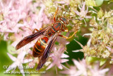 Northern Paper Wasp