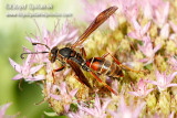Northern Paper Wasp