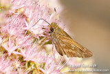 Sachem (female)