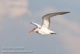 Royal Tern