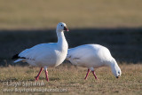 Rosss Goose