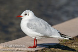 Black-headed Gull