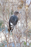 Red-headed  Woodpecker