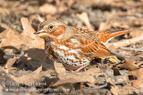 Fox Sparrow