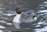 Northern Pintail