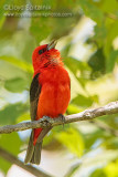 Scarlet Tanager