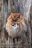 Eastern Screech-Owl (red morph)