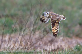 Short-eared Owl