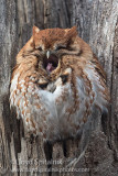 Eastern Screech-Owl (red morph)