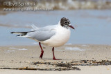 Black-headed Gull