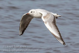 Black-headed Gull