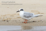 Forsters Tern