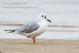 Bonapartes Gull