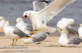 Ring-billed Gull