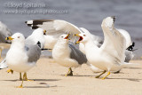 Ring-billed Gull