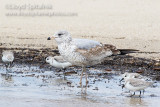 Ring-billed Gull