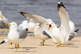 Ring-billed Gull