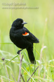 Red-winged Blackbird