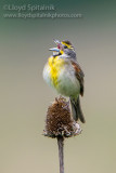 Dickcissel