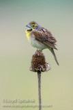 Dickcissel