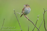 Henslows Sparrow