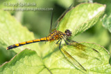 Seaside Dragonlet