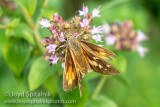 Broad-winged Skipper