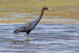 Little Blue Heron